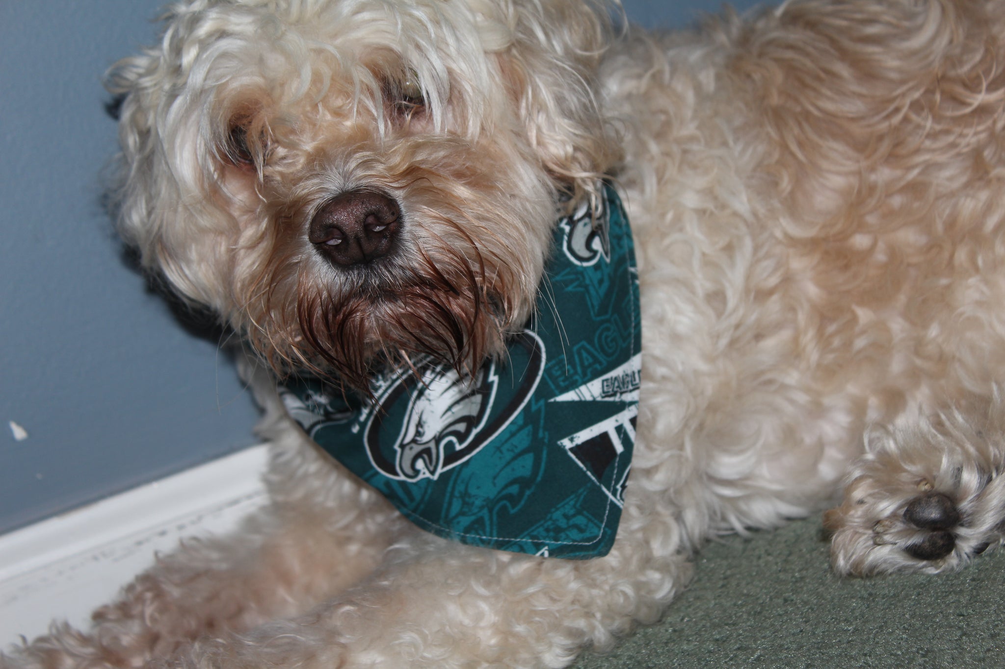 Philadelphia Eagles Dog Bandana - 2 designs - 5 sizes XS - XL