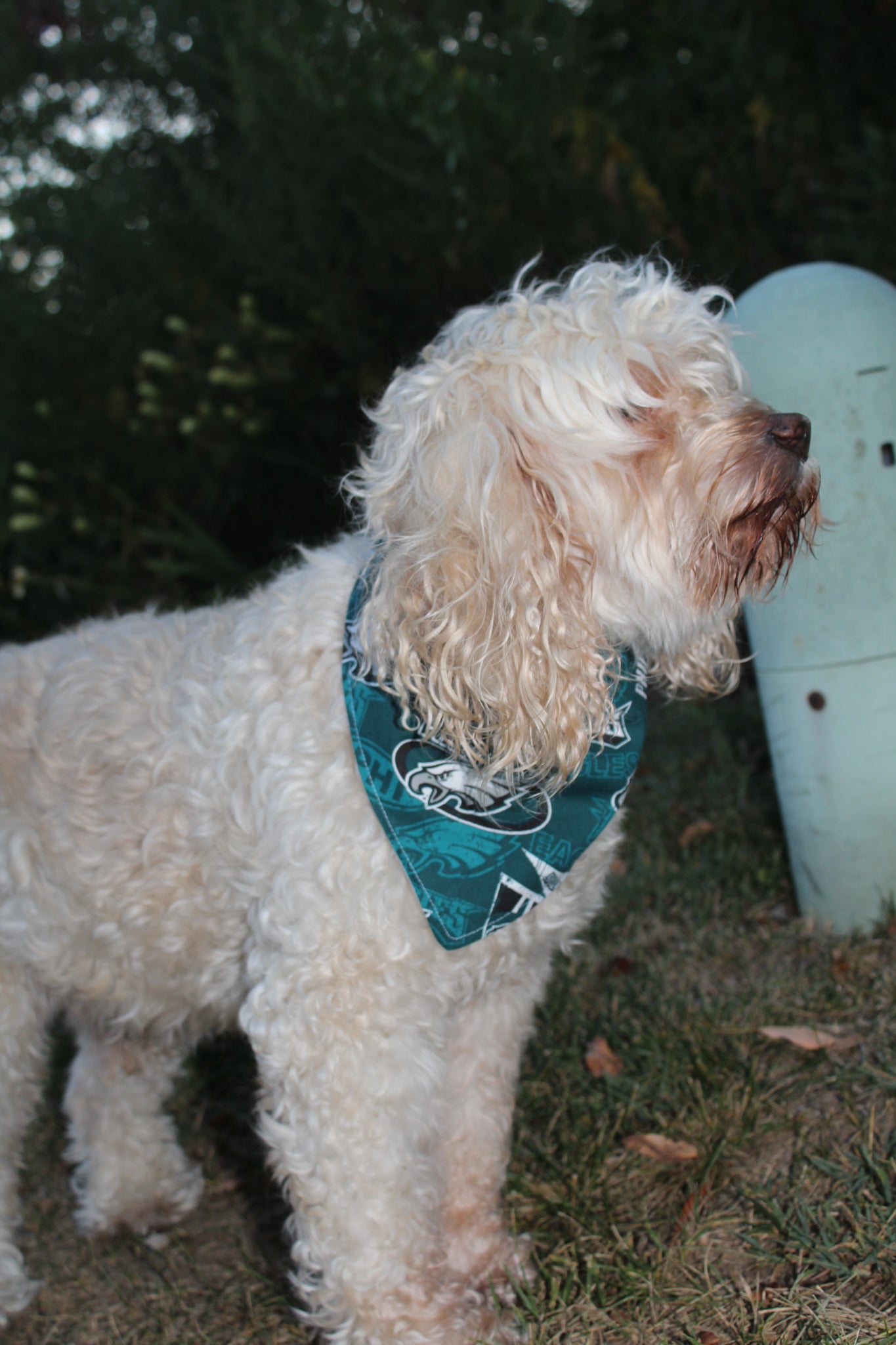 Philadelphia Eagles Dog Bandana Monogrammed Personalized 