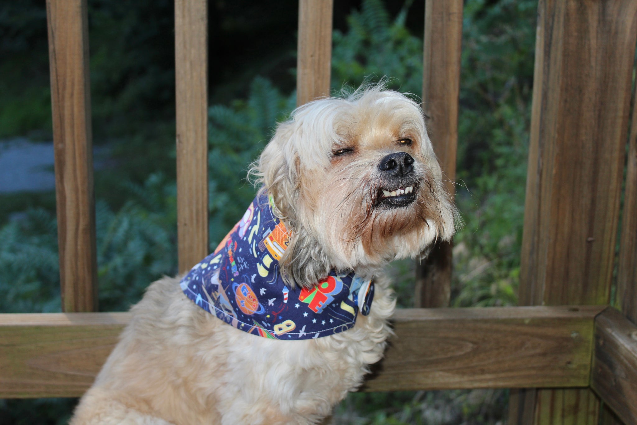 Puppy Bandana Philly 